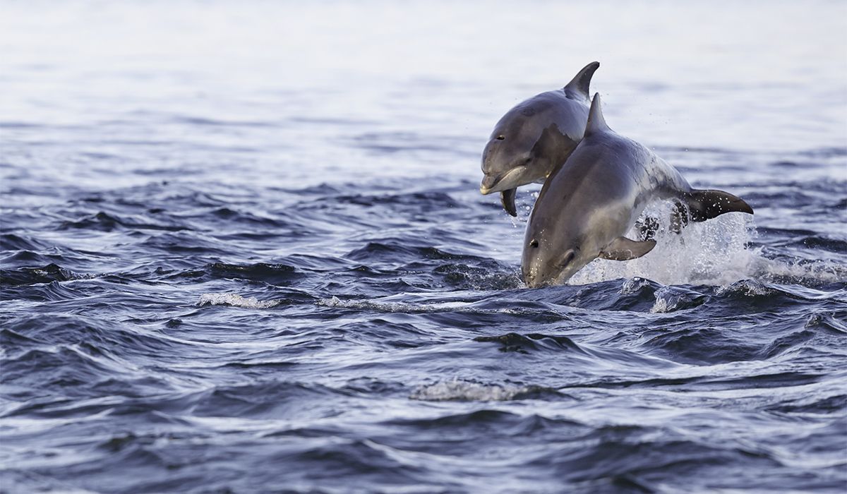 Dolphins Skye
